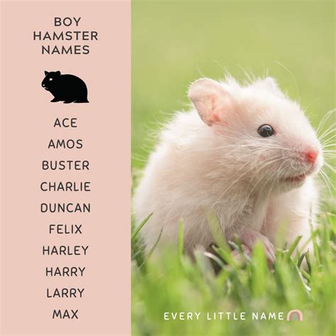 funny hamster names boy|unique hamster names.